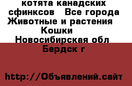 котята канадских сфинксов - Все города Животные и растения » Кошки   . Новосибирская обл.,Бердск г.